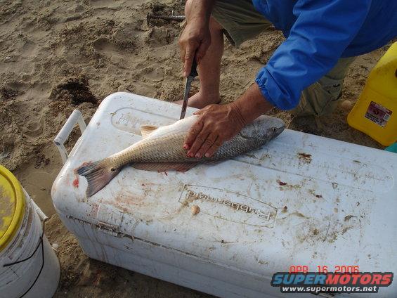 Fish being cleaned on a white cooler on a sandy beach, with a yellow container in the background