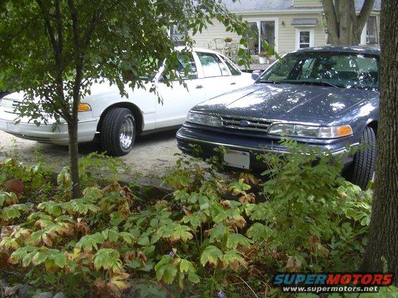 Two Ford Crown Victorias parked in a driveway, one white and one dark blue, partially obscured by trees and bushes