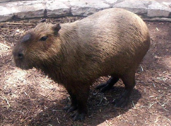 Capybara standing on dirt ground