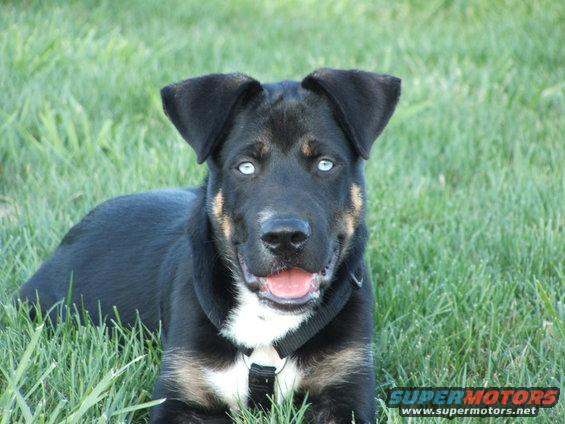 Black and tan dog with bright blue eyes lying in green grass