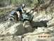 1999 Honda FOURTRAX FOREMAN S