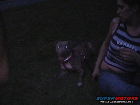 Dog with red harness and white collar sits on grass near a person wearing a striped shirt and jeans