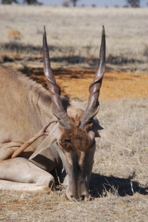 Animal with large, spiraled horns lying in dry grass