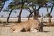 1991 Ford Bronco - An eland antelope lies down in the dry grass of the African savanna, surrounded by acacia trees.
