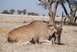 1991 Ford Bronco - An eland antelope rests in a dry, grassy field under a clear sky, with sparse trees in the distance.