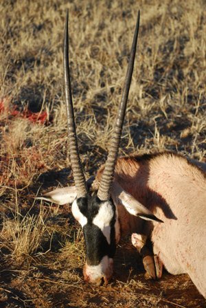 Dead oryx antelope lying on dry grass, with bloodstains visible