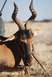 1991 Ford Bronco - A hunter poses with a hartebeest antelope after a hunt in a dry, grassy field.