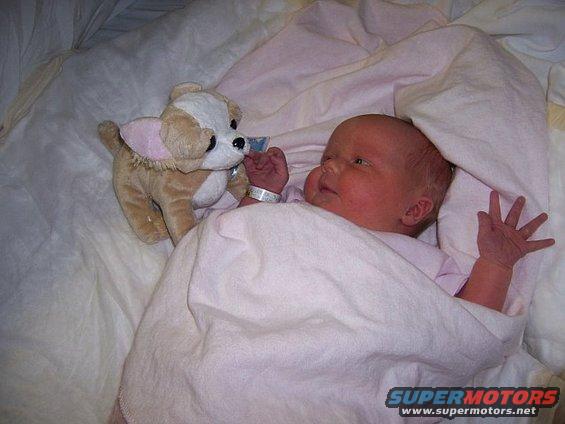 Newborn baby wrapped in blankets, looking at a stuffed chihuahua toy