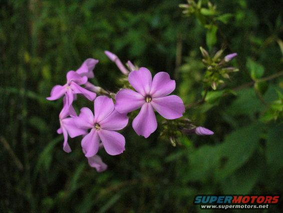 Purple phlox flowers with green leaves and buds; Supermotors.net logo in lower right