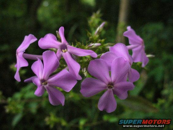 p1010110.jpg 
