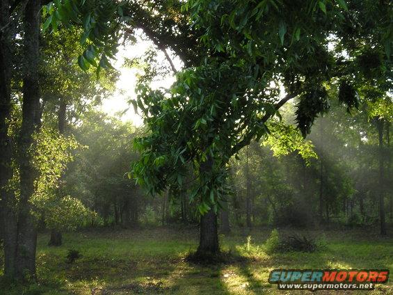 Forest scene with sunbeams filtering through trees