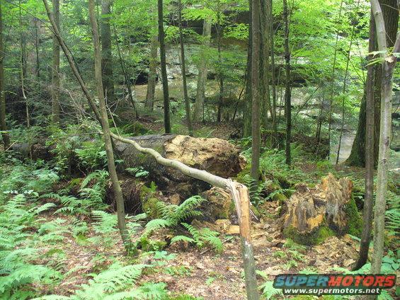 Forest scene with a large fallen tree, ferns, and mossy rocks