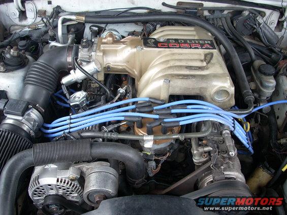 engine bay with 5.0 liter Cobra intake and blue spark plug wires