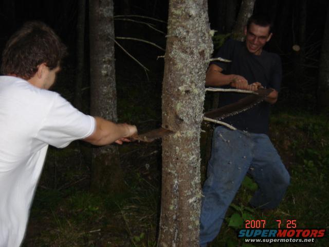 treecut1.jpg 