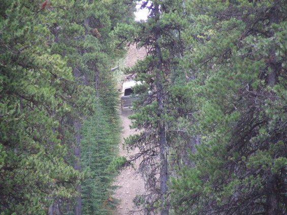 White SUV driving up a dirt road between pine trees