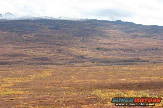 Herd of animals in a vast, autumnal landscape with snow-capped mountains in the background