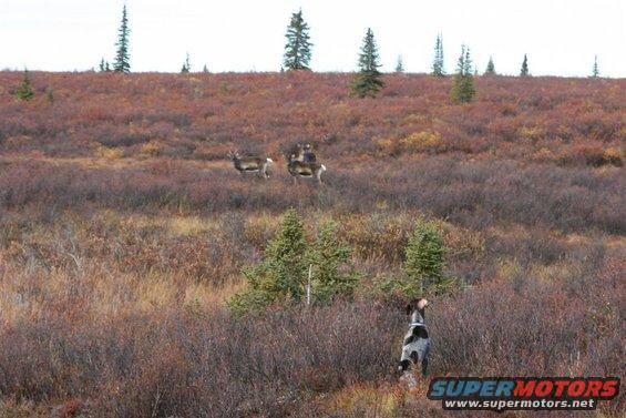 Dog watches deer in a brushy field with scattered evergreen trees