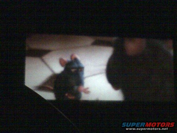 Animated rat on a screen, with a dark shape to its right