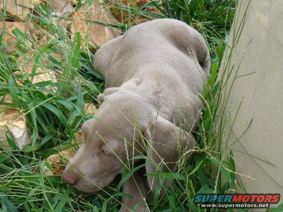 Weimaraner puppy resting in tall green grass near some rocks and a light-colored structure. Watermark reads SUPERMOTORS