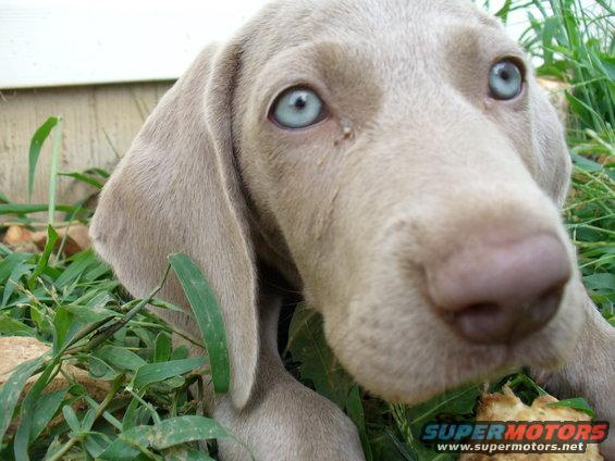 Weimaraner puppy with blue eyes in grass