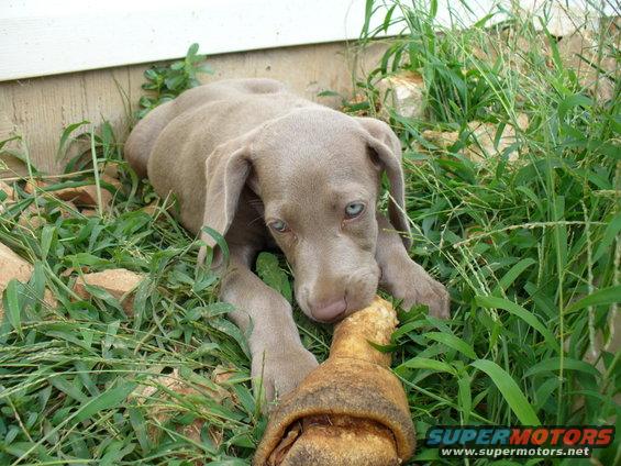 Weimaraner puppy lying in grass chewing a bone