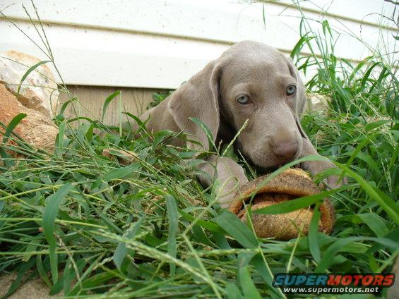 Weimaraner puppy with blue eyes lying in grass with a chew toy