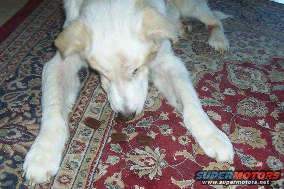Dog lying on a rug, eating small brown treats