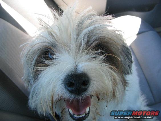 Dog with mouth open in car seat