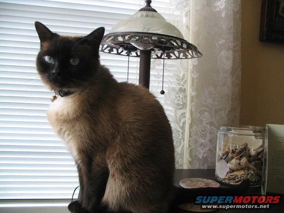 Siamese cat with blue eyes sits on a surface next to a lamp and a jar of shells. SUPERMOTORS.NET logo visible