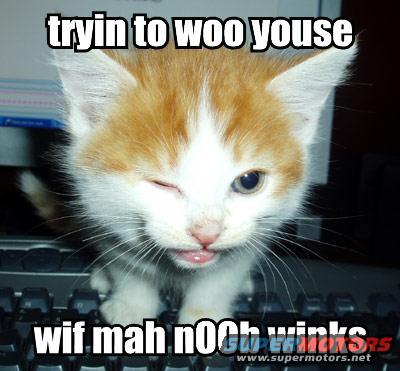Kitten with orange and white fur winks while sitting on a computer keyboard