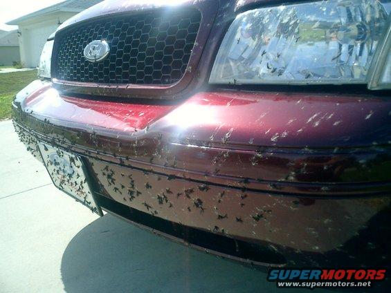 The Florida Love Bug mod. Dont worry they were washed off shortly after pic. Sad thing is this is just from traveling I75 for 3 hours coming home from vacation. And all these bugs are from just the one day.