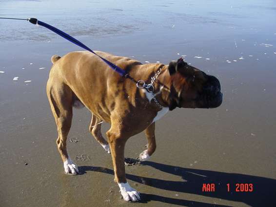 dog_beach_trip_3103_063.jpg Doggie trying to shake the saltwater taste out of his mouth