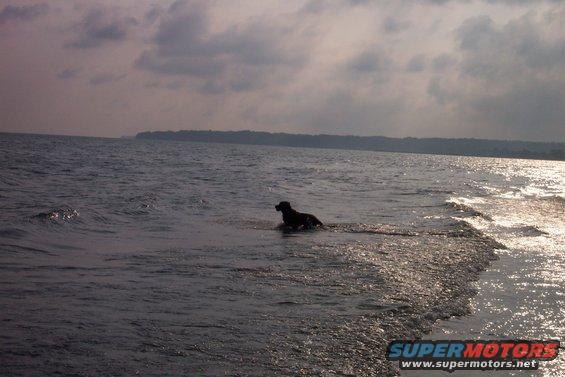 dog wading in shallow water near shore, trees on horizon