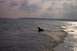 1991 Ford Bronco - A dog enjoys the water near the shore with trees visible in the distance.