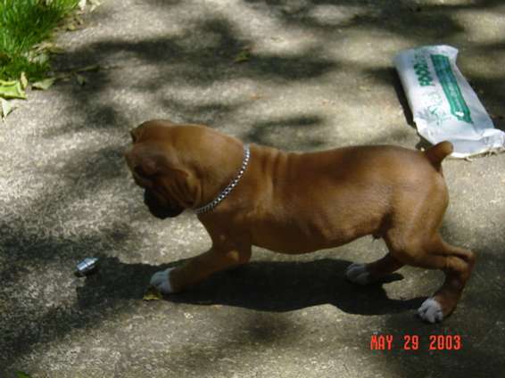 52903_003.jpg Cassius stole my lugnuts while I was working