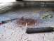 1995 Mercury Grand Marquis - Tools and debris are visible on the ground underneath a vehicle, suggesting recent work or maintenance.