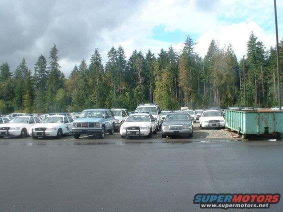Rows of white police cars and a blue pickup truck parked in a lot with trees in the background