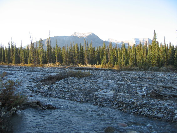 Riverbed with pine trees and mountains in background