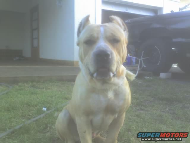 Tan pit bull dog sitting on grass in front of a dark SUV