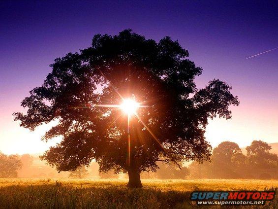 tree-of-life-north-devon-england-resize.jpg 