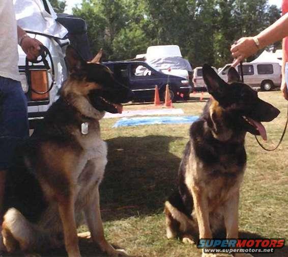 Two German Shepherds sit on grass with vehicles in the background