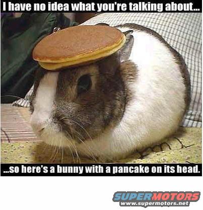 bunny.jpg 
