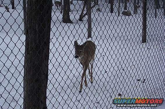 deer in snowy enclosure behind chain-link fence