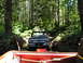 1989 Ford Bronco - Two trucks navigate a wooded trail, one following the other through the trees.