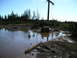 1989 Ford Bronco - A person sits in a muddy pickup truck that is stuck in a large puddle in a wooded area.