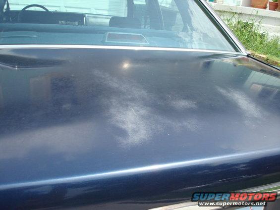 dsc00121.jpg Daylight Pic of Trunk.