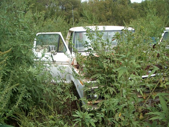White truck with open driver's door, overgrown with weeds. Front fender and headlight visible