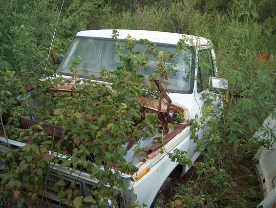 1979 Ford Bronco overgrown with weeds, front quarter view