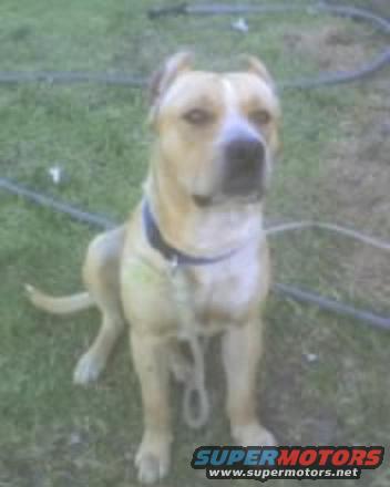 Tan dog with cropped ears sitting on grass, wearing a blue collar
