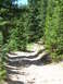 1996 Jeep Cherokee - A rough dirt road cuts through a dense forest with tall pine trees lining the path.